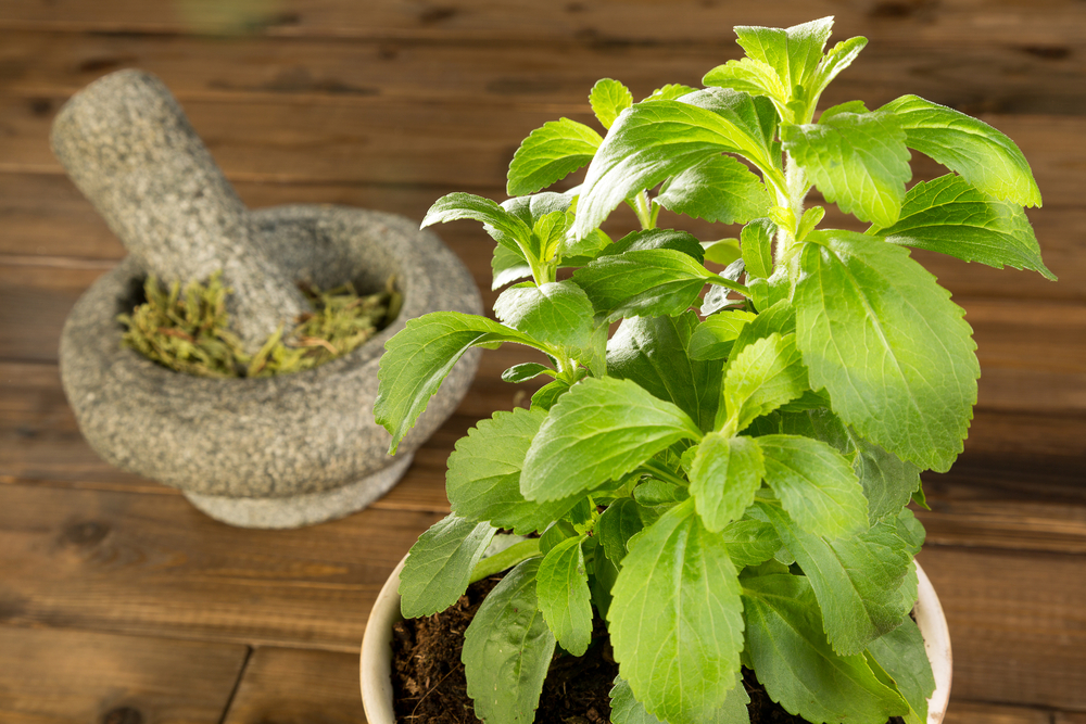 COMO BAJAR DE PESO: AYUDAN LOS EDULCORANTES TIPO STEVIA?